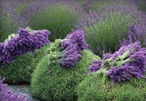 Pick Your Own Lavender